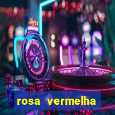 rosa vermelha (letra e cifra)